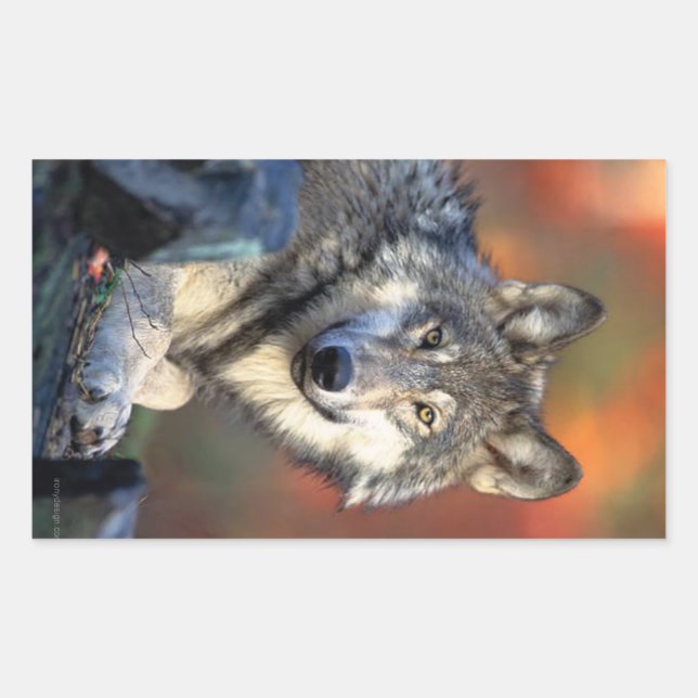 Sticker Rectangulaire Photo Wolf (Devant)
