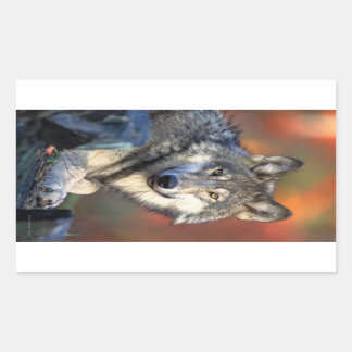 Sticker Rectangulaire Photo Wolf
