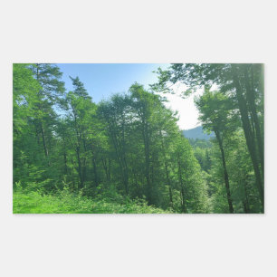 Sticker Rectangulaire Photographie du paysage de la forêt verte