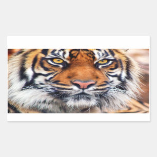 Sticker Rectangulaire Photographie masculine de peinture de tigre