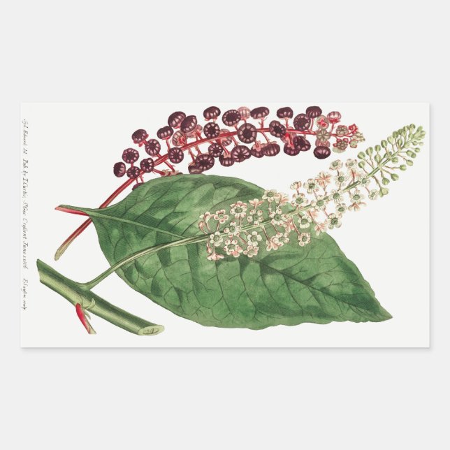 Sticker Rectangulaire Phytolacca Decandra (Pokeweed américain) (1806) (Devant)