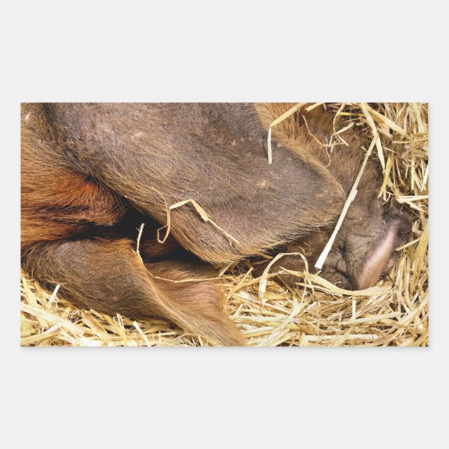 STICKER RECTANGULAIRE PIÈCES (Devant)