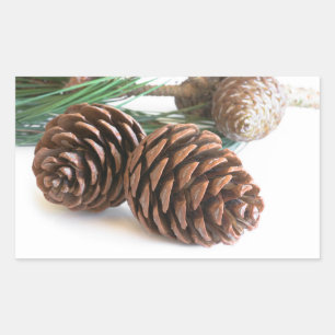Sticker Rectangulaire Pine branch and cones
