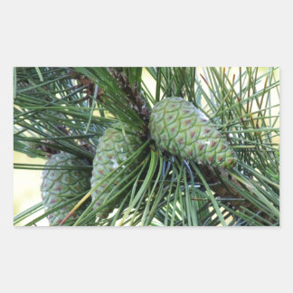 Sticker Rectangulaire Pine de Vacances