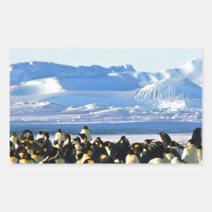 Sticker Rectangulaire Pingouins empereurs