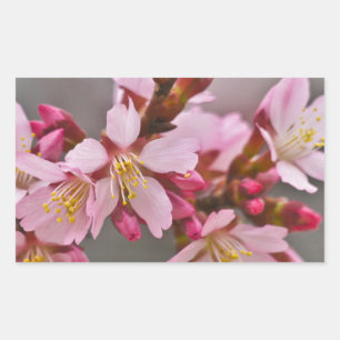 Sticker Rectangulaire Pink Against A Gray Sky Japanese Cherry Blossoms