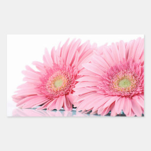 Sticker Rectangulaire Pink Gerbera Daisies Elegant Photo