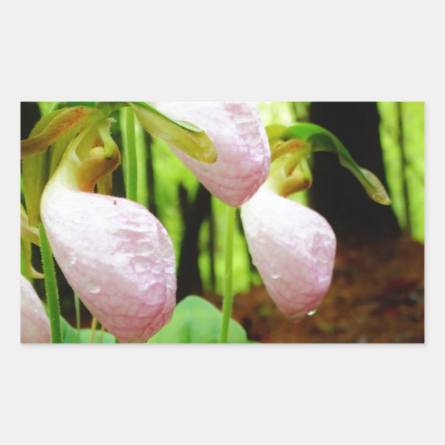 Sticker Rectangulaire Pink Lady Slipper sauvage orchidée (Devant)