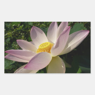 Sticker Rectangulaire Pink Lotus Flower III Summer Floral
