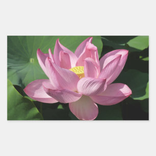 Sticker Rectangulaire Pink Lotus Flower IV