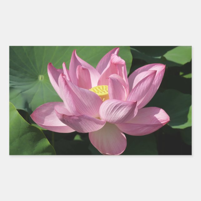 Sticker Rectangulaire Pink Lotus Flower IV (Devant)