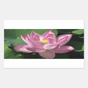Sticker Rectangulaire Pink Lotus Flower IV