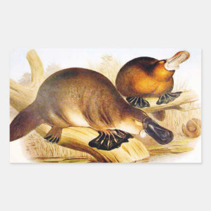 Sticker Rectangulaire "Platypus à bec noir"