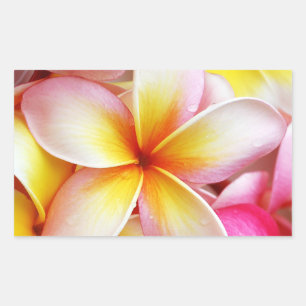 Sticker Rectangulaire Plumeria Frangipani rose jaune violet Fleurs