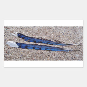 Sticker Rectangulaire Plumes d'oiseau de geai bleu
