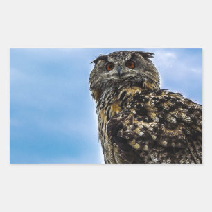 Sticker Rectangulaire Plumes d'oiseau de hibou Animal Nature Destin Paix