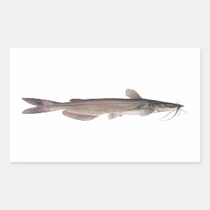 Sticker Rectangulaire Poisson-chat de la Manche - pêche en eau douce
