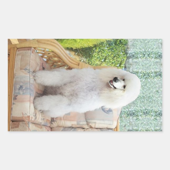 Sticker Rectangulaire Poodle Standard Blanc (Devant)