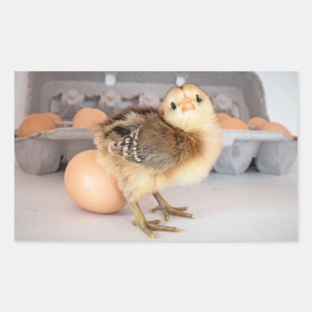 Sticker Rectangulaire Poulets et oeufs précieux pour bébés (Devant)