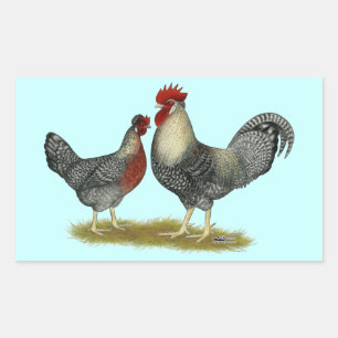 Sticker Rectangulaire Poulets Legbar à la crème