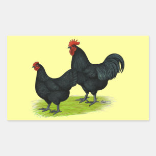 Sticker Rectangulaire Poulets noirs Australorp