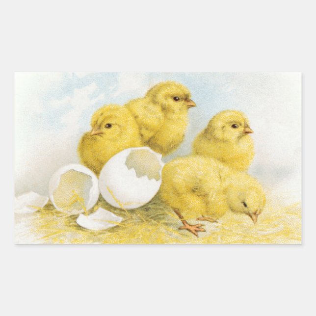 Sticker Rectangulaire Poulets vintages pour bébés (Devant)