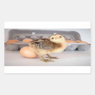 Sticker Rectangulaire Poussin et oeufs précieux de bébé