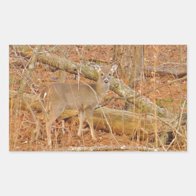 Sticker Rectangulaire Premier hiver du Cerf de Bébé (Devant)