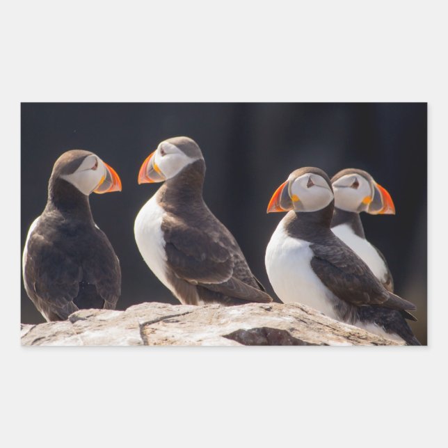 Sticker Rectangulaire Puffins (Devant)