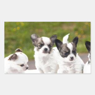 Sticker Rectangulaire puppies-453532.jpg