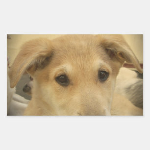 Sticker Rectangulaire Puppy Love : Le meilleur ami de l'homme