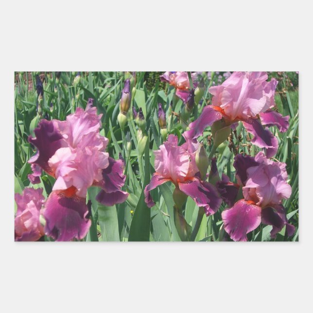 Sticker Rectangulaire Purple Irises Printemps Floral (Devant)