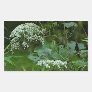 Sticker Rectangulaire Queen Anne's La ce Fleur sauvage - Daucus carota