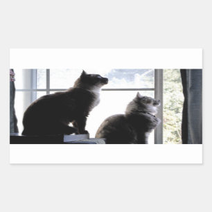 Sticker Rectangulaire Qu'y a-t-il là-bas ? Curious Cats Kitties Photogra