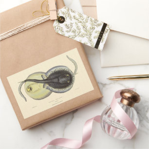 Sticker Rectangulaire Raies pastenagues tachetées, Animaux marins vintag