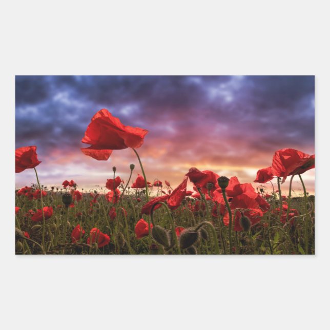 Sticker Rectangulaire Rappel | Champ de pavots (Devant)