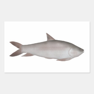 Sticker Rectangulaire Reba Carp