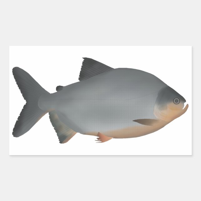 Sticker Rectangulaire Red-bellied Pacu (Devant)