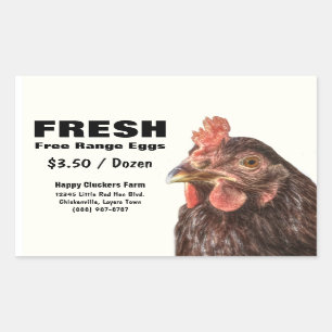 Sticker Rectangulaire Red Laying Hen Chicken Photo