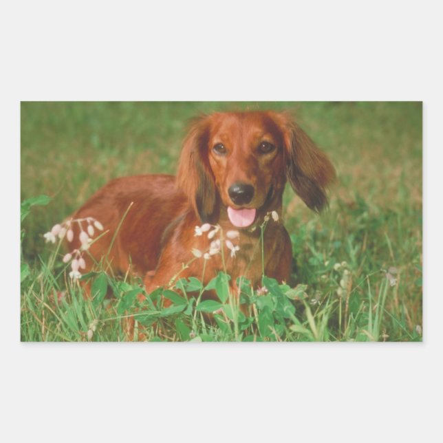 Sticker Rectangulaire Red Long Haired Dachshund (Devant)