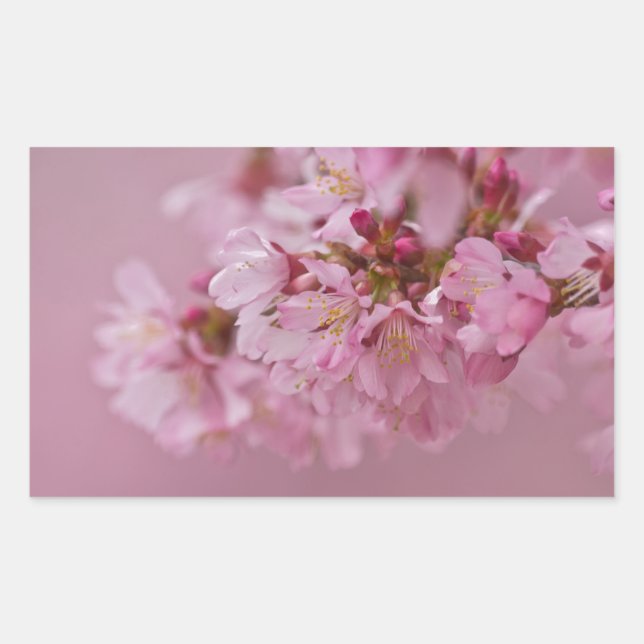 Sticker Rectangulaire Reflets Rose Pâle des Fleurs de Cerisier Sakura (Devant)