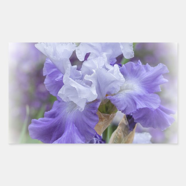 Sticker Rectangulaire Regal Beares Iris - Violet & Blanc (Devant)