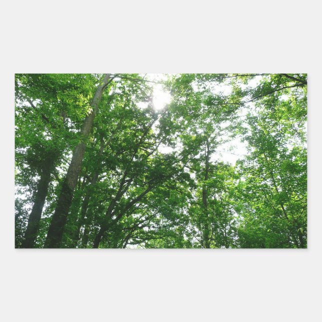 Sticker Rectangulaire Regard sur les arbres d'été (Devant)