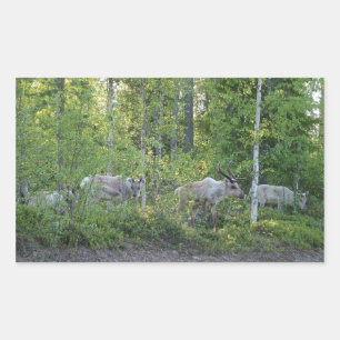 Sticker Rectangulaire Reinder en Laponie