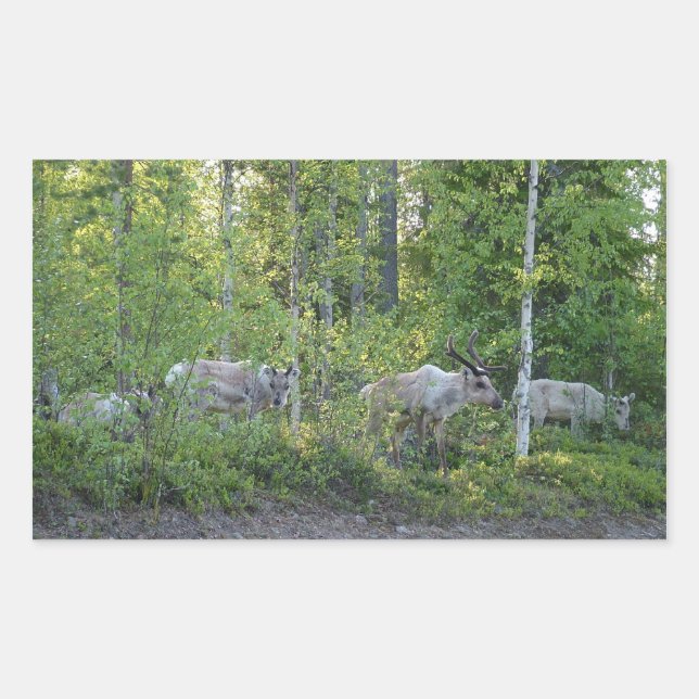 Sticker Rectangulaire Reinder en Laponie (Devant)