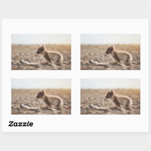 Sticker Rectangulaire Renard arctique