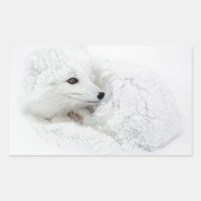 Sticker Rectangulaire Renard arctique recroquevillé en hiver (Devant)