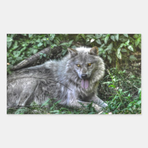 Sticker Rectangulaire Repos Loup gris 3 Cadeau faunique