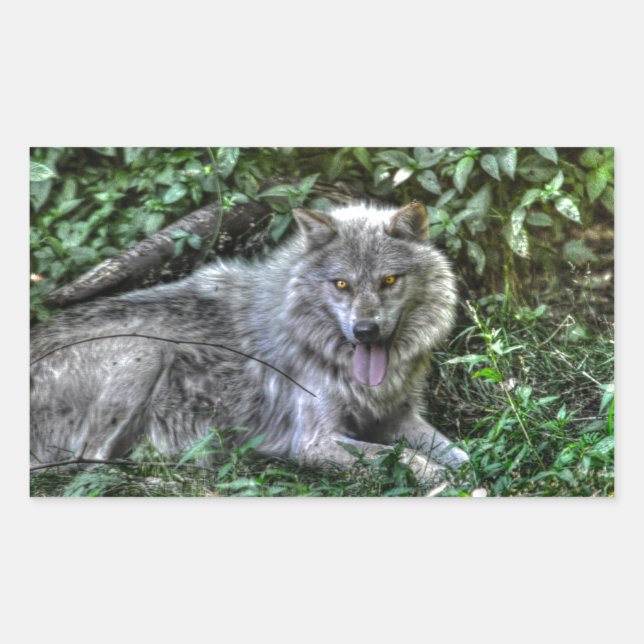 Sticker Rectangulaire Repos Loup gris 3 Cadeau faunique (Devant)
