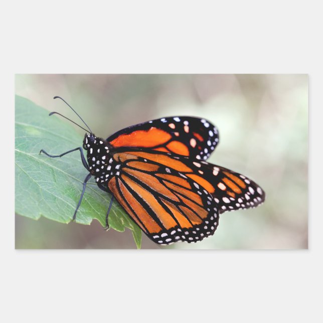 Sticker Rectangulaire Repose de monarque (Devant)